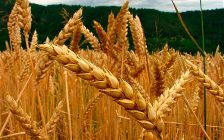 image 750x 62177287b0003 1 750x470 1