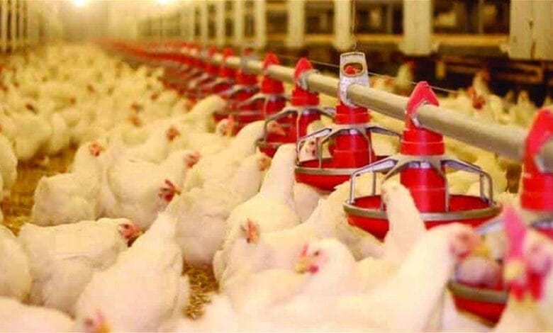 دواجن 780x470 1