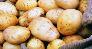 زراعة البطاطا