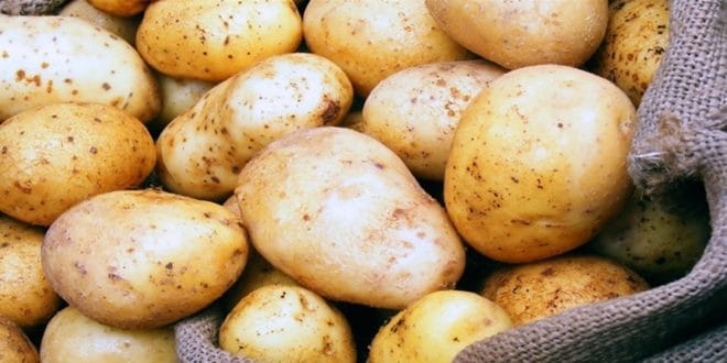 زراعة البطاطا