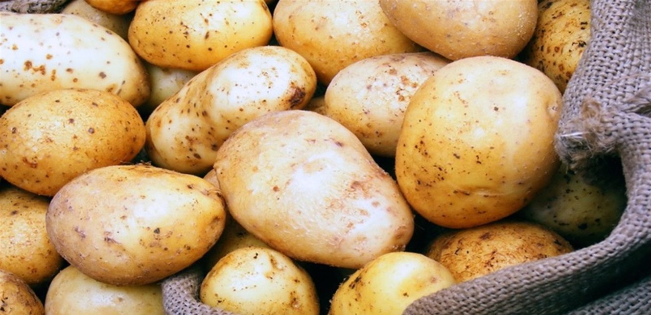 زراعة البطاطا